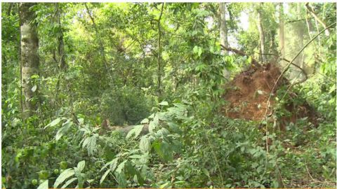RDC: Forêt Equatoriale